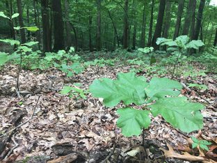 Southern Illinois Conservation